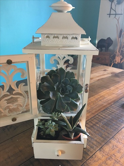 Succulent Arrangements in Lanterns 4