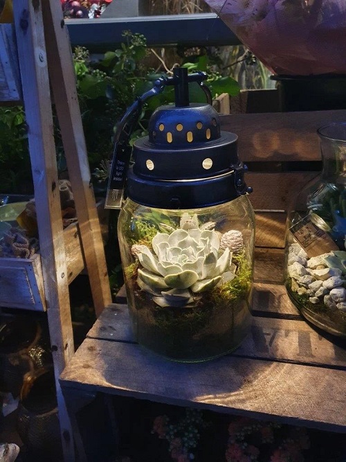Succulent Arrangements in Lanterns 2