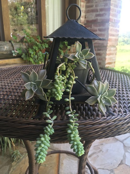Top Succulent Arrangements in Lanterns 3