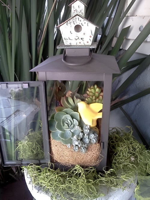 Top Succulent Arrangements in Lanterns 1