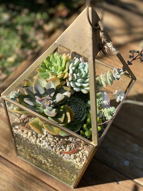 Best Succulent Arrangements in Lanterns 8