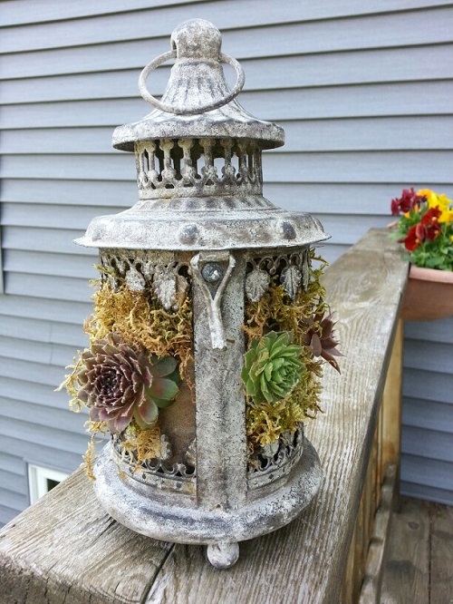 Best Succulent Arrangements in Lanterns 7