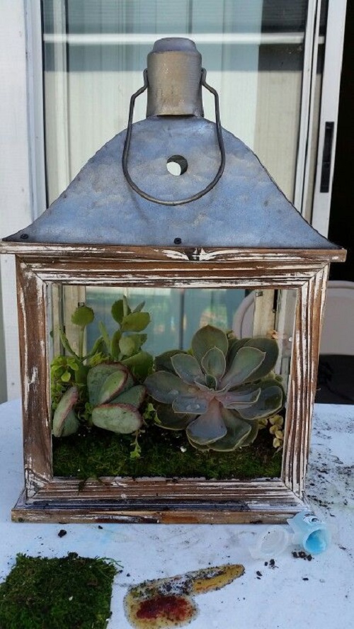 Best Succulent Arrangements in Lanterns 6