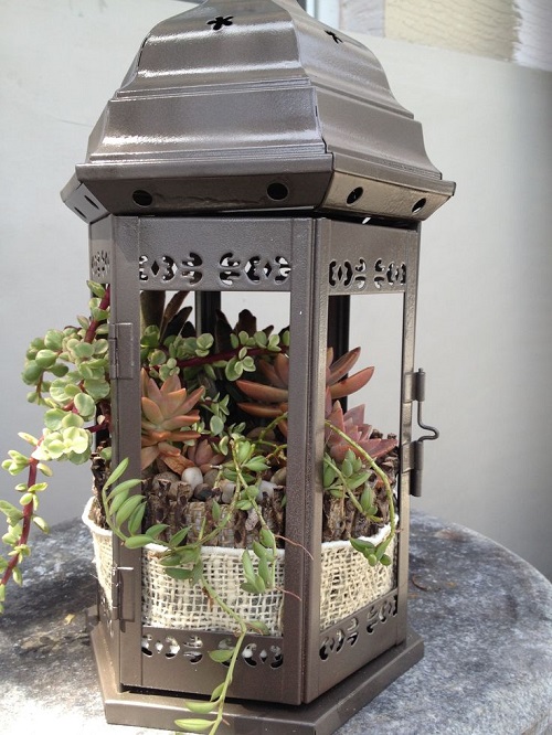 Best Succulent Arrangements in Lanterns 5