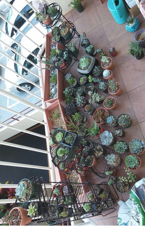 Style Succulents for Balcony Garden 17