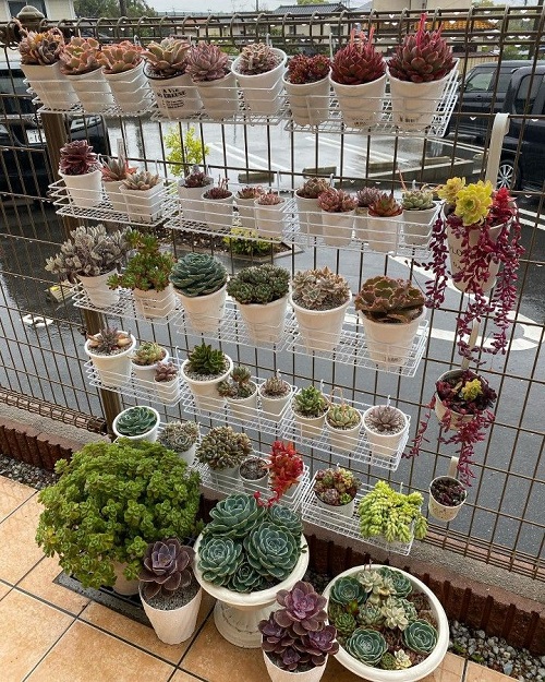 Style Succulents for Balcony Garden2