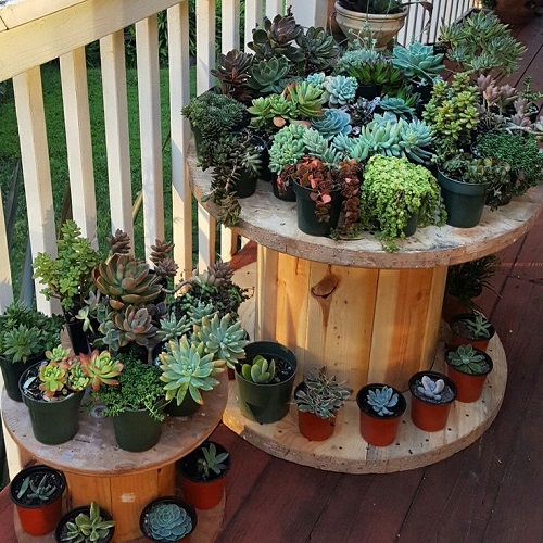 Style Succulents for Balcony Garden 11