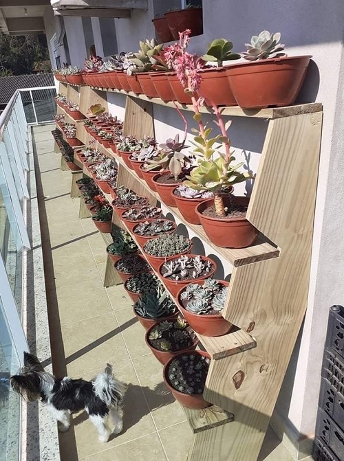 Style Succulents for Balcony Garden 12