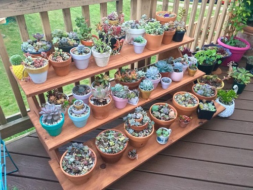 Style Succulents for Balcony Garden 13