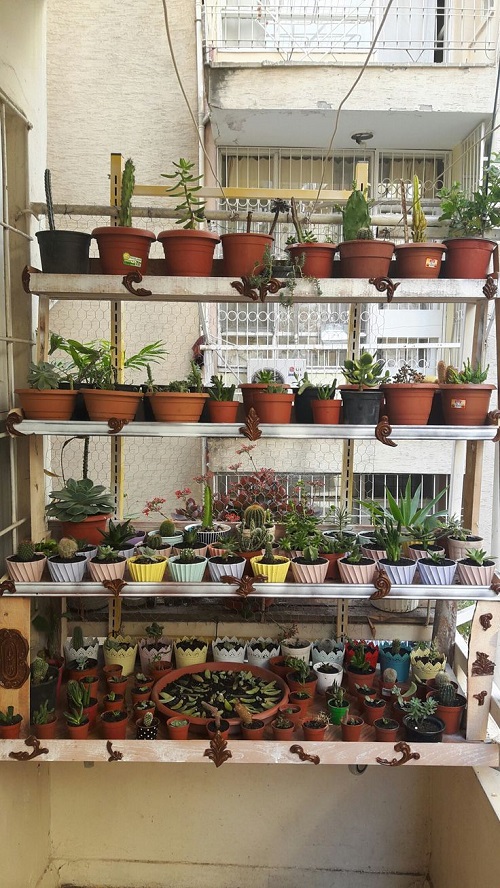 Style Succulents for Balcony Garden 14