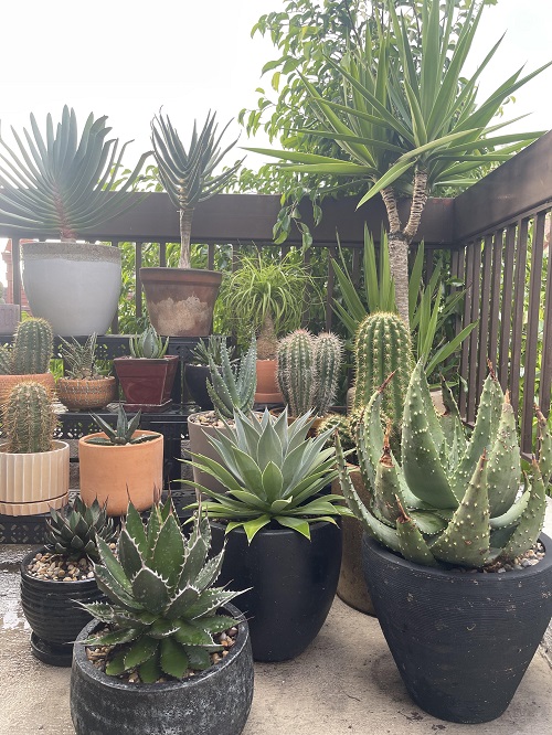 Style Succulents for Balcony Garden 15