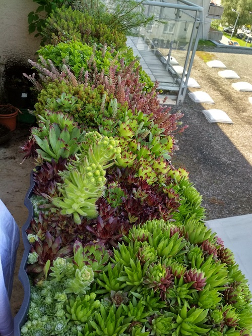 Style Succulents for Balcony Garden 16