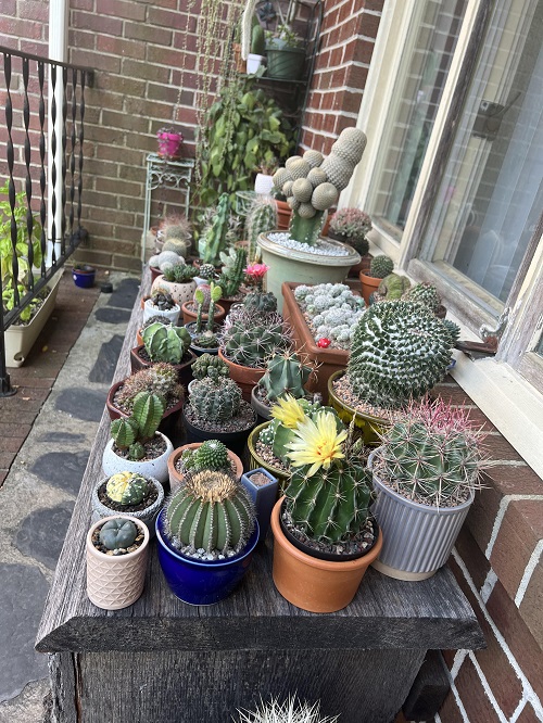 Style Succulents for Balcony Garden 18