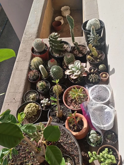 Style Succulents for Balcony Garden 19
