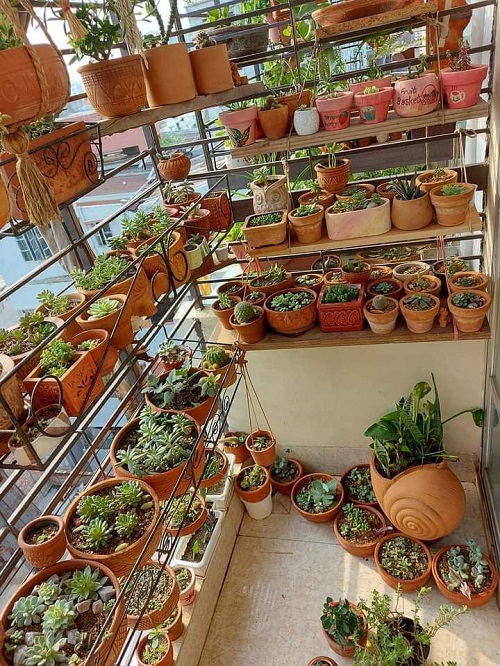 Style Succulents for Balcony&nbsp;Garden 1