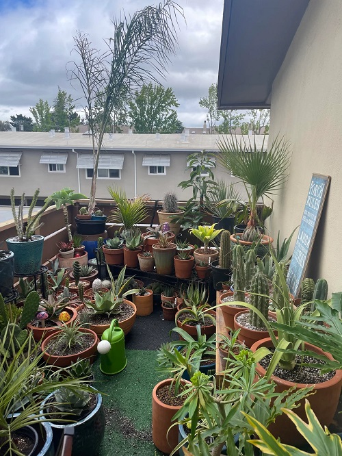 Style Succulents for Balcony Garden 20