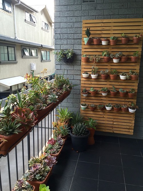 Style Succulents for Balcony Garden 3