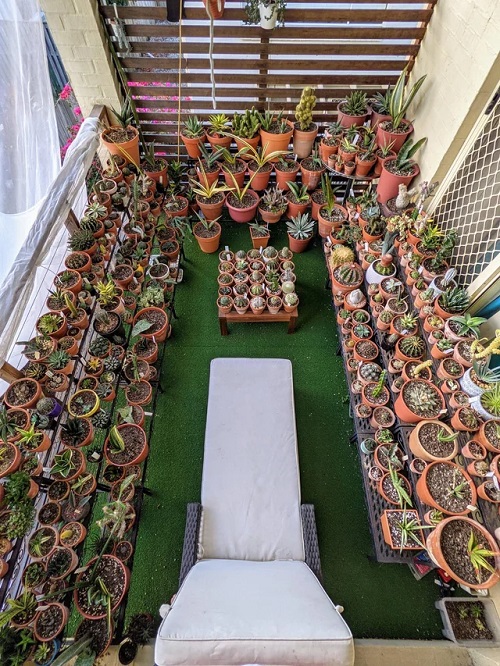 Style Succulents for Balcony Garden 4