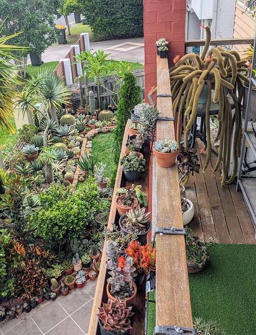 Style Succulents for Balcony Garden 5