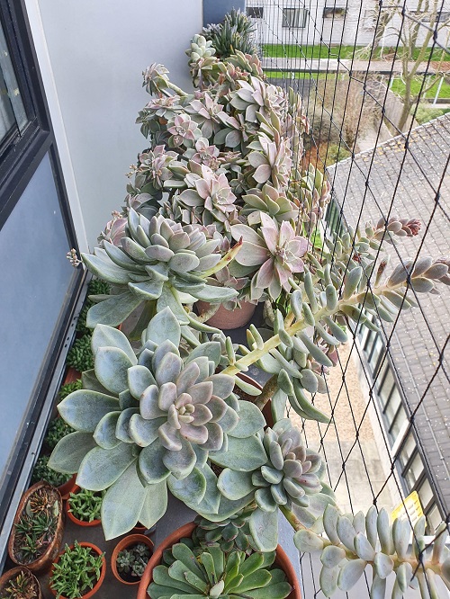 Style Succulents for Balcony Garden 6