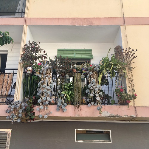 Style Succulents for Balcony Garden 7