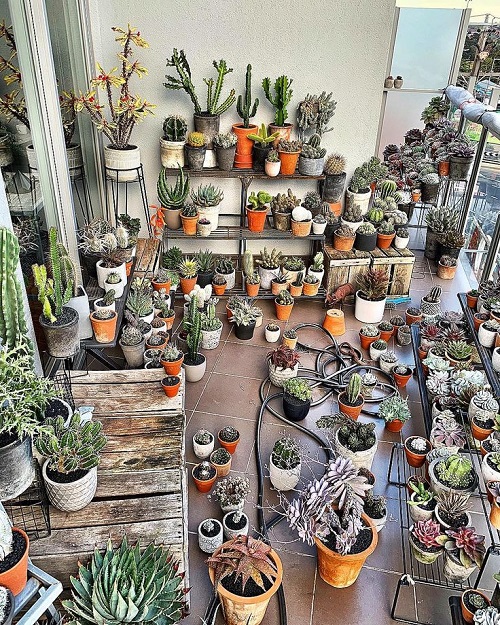 Style Succulents for Balcony Garden 8
