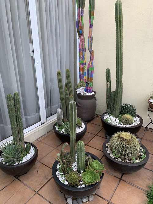 Style Succulents for Balcony Garden 9