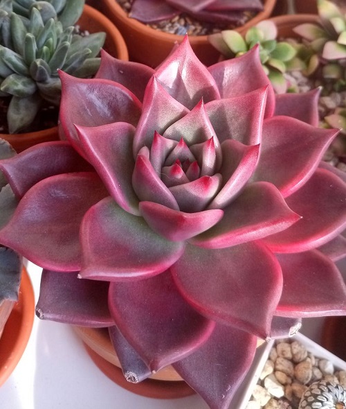 Best Succulents With Red Tips 2