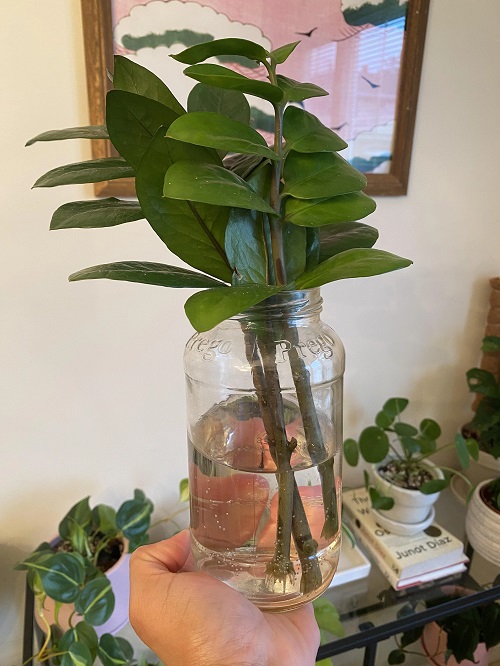 beautiful succulent indoor