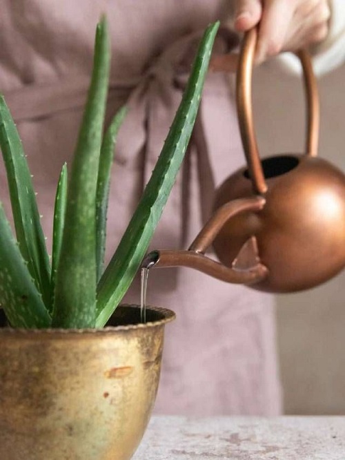 Best Way to Keep Aloe Vera Leaves Thick  1
