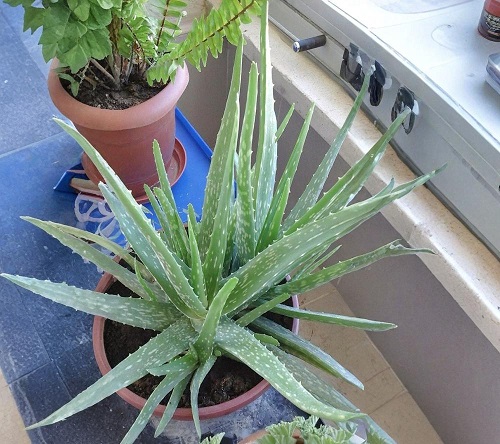  Aloe Vera Outdoors  2