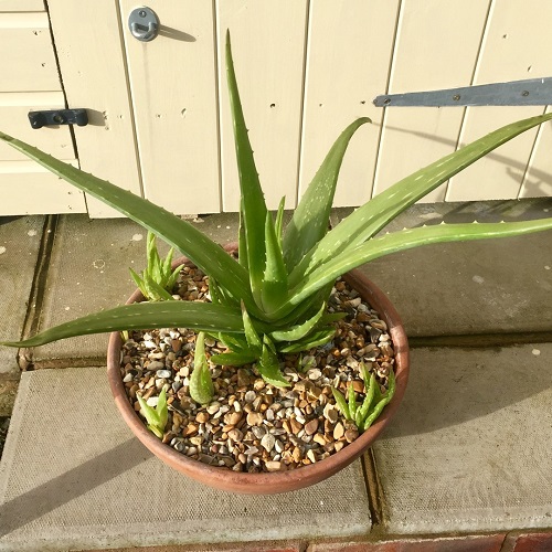  Aloe Vera Outdoors  4