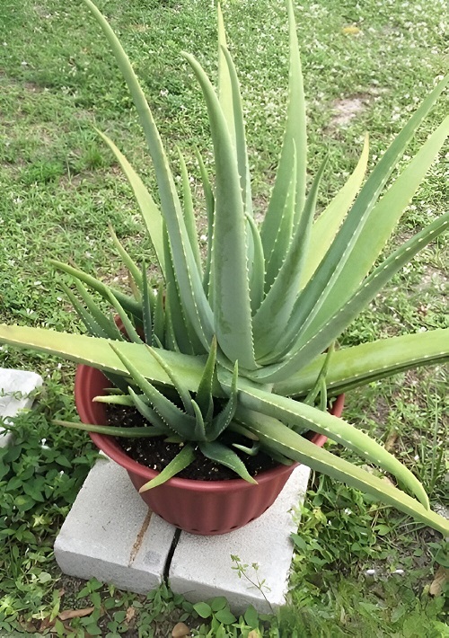  Aloe Vera Outdoors  1