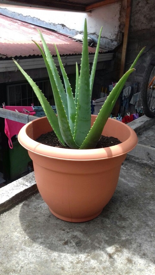  Aloe Vera Outdoors  3