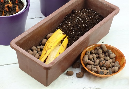 banana peels in cactus soil 1