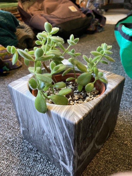 Bears paw succulent growth 1