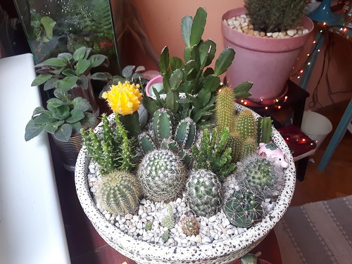 Mini Cactus Garden 1