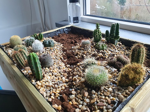  New Mini Cactus Garden 5