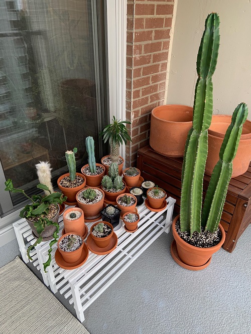  New Mini Cactus Garden 6