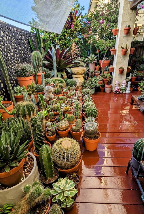  New Mini Cactus Garden 8