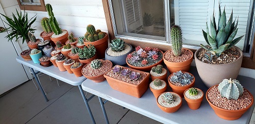  Stunning Mini Cactus Garden 1