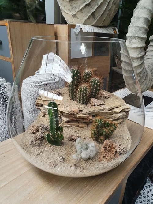  Stunning Mini Cactus Garden 3