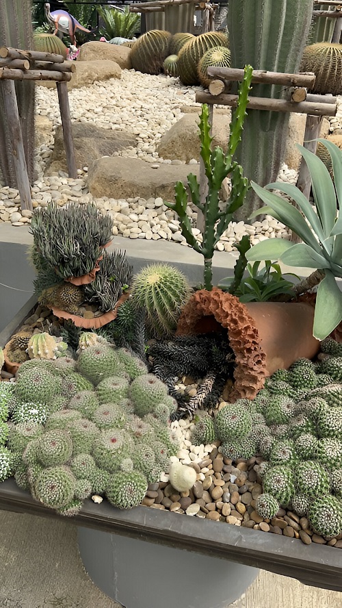  Stunning Mini Cactus Garden 4