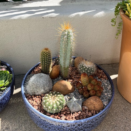  Stunning Mini Cactus Garden 6