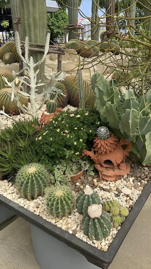  Stunning Mini Cactus Garden 7