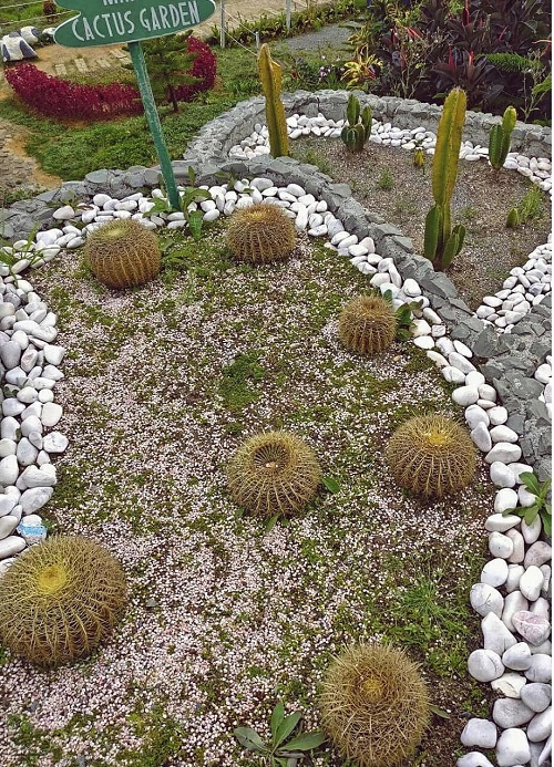  Stunning Mini Cactus Garden 5