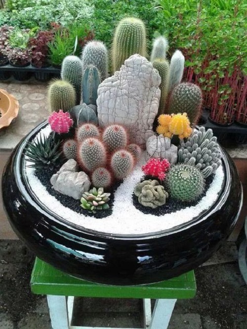 Mini Cactus Garden 2