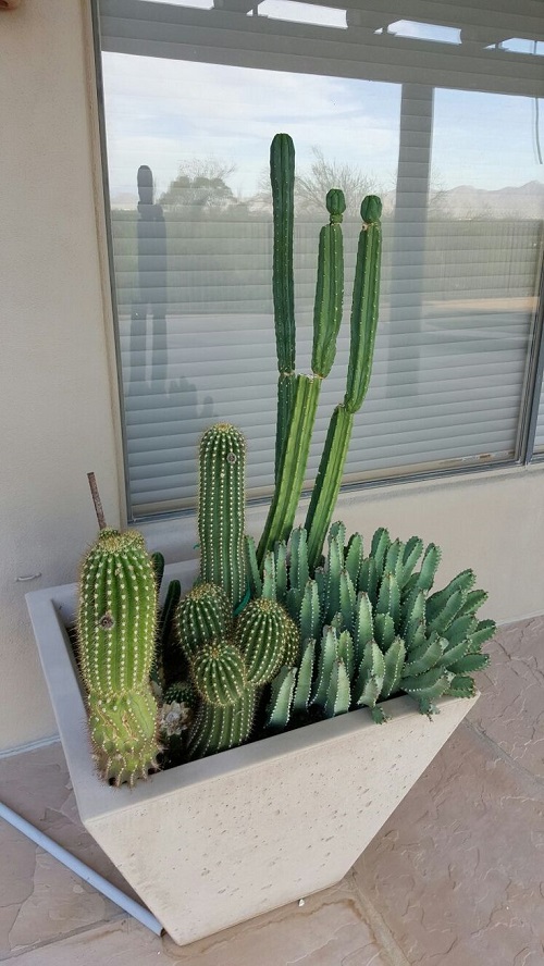  Stunning Mini Cactus Garden 8