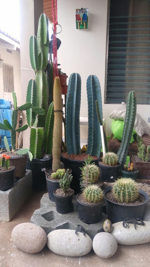  Top Mini Cactus Garden 1