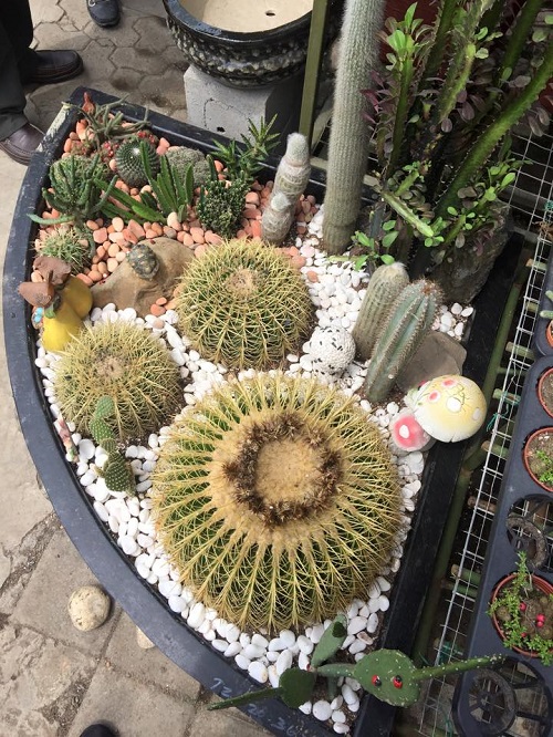  Top Mini Cactus Garden 2
